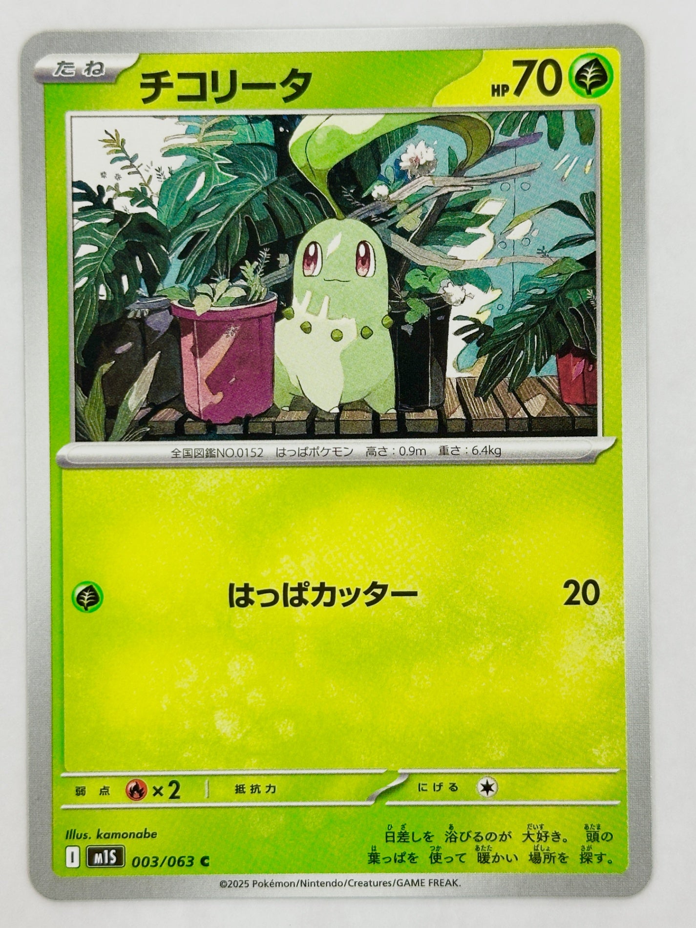 003/063 チコリータ